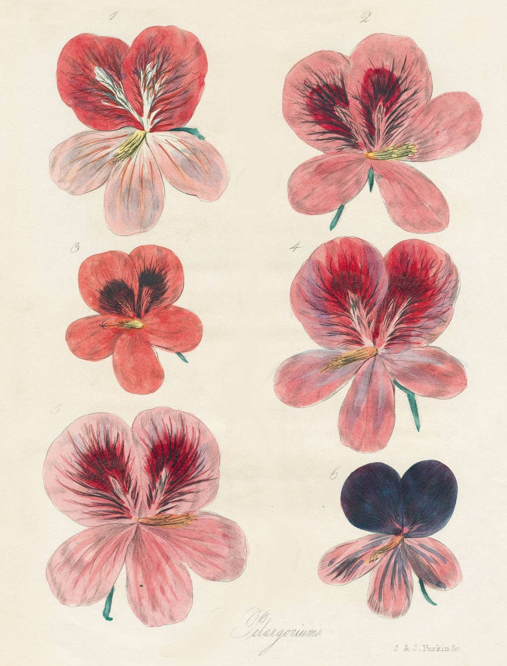 John Derian Wrapping Paper & Gift Tags