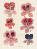 John Derian Wrapping Paper & Gift Tags