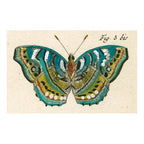 John Derian Postcards