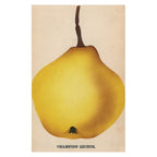 John Derian Postcards