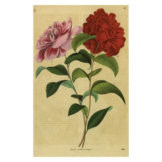 John Derian Postcards