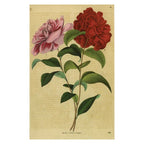 John Derian Postcards