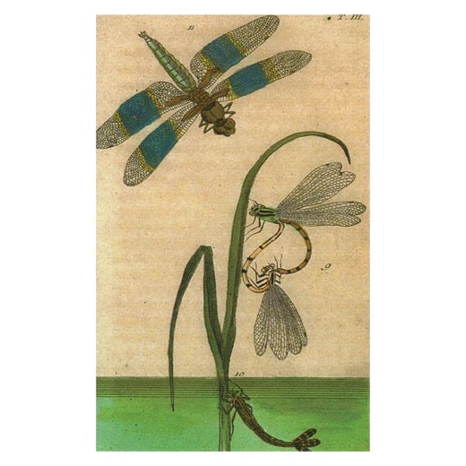 John Derian Postcards