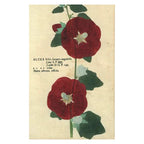 John Derian Postcards