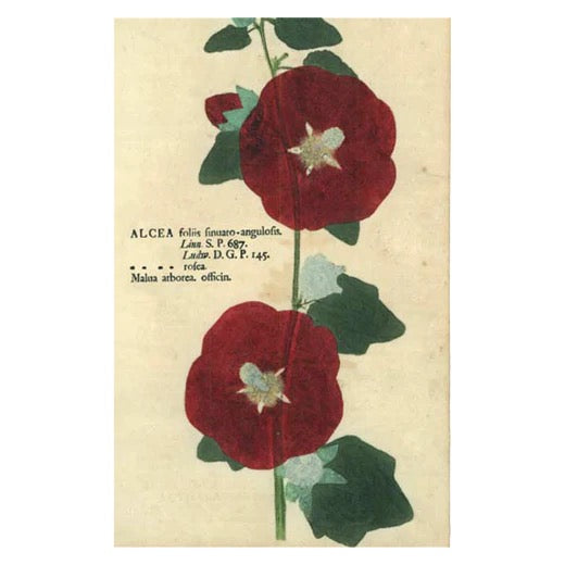 John Derian Postcards