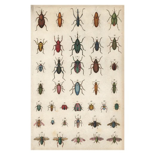 John Derian Postcards