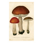 John Derian Postcards