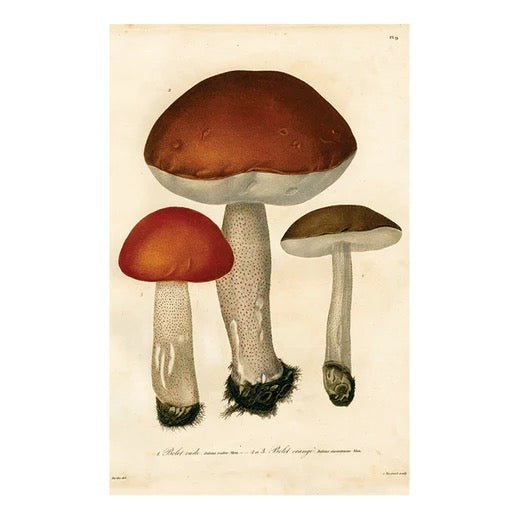 John Derian Postcards