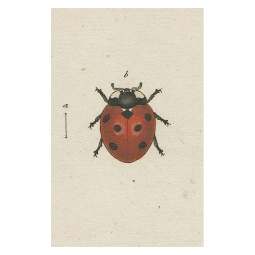 John Derian Postcards