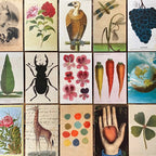 John Derian Postcards