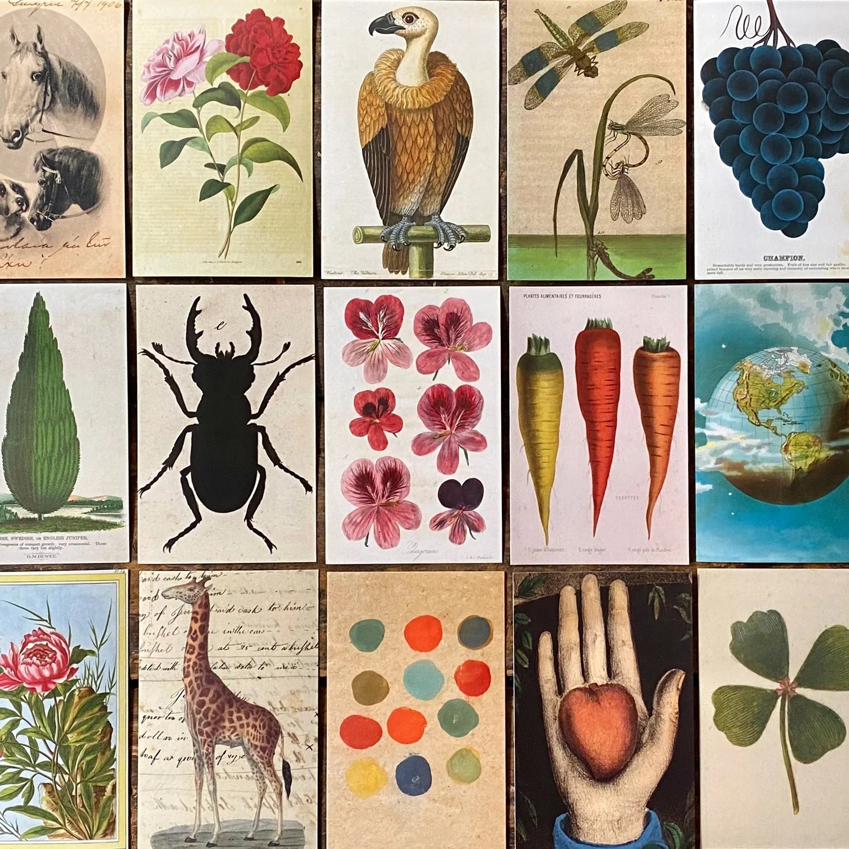 John Derian Postcards