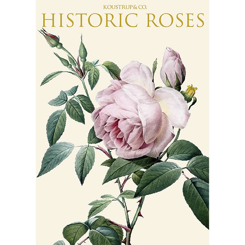 Koustrup & Co Note Cards ~ Historic Roses