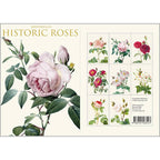 Koustrup & Co Note Cards ~ Historic Roses
