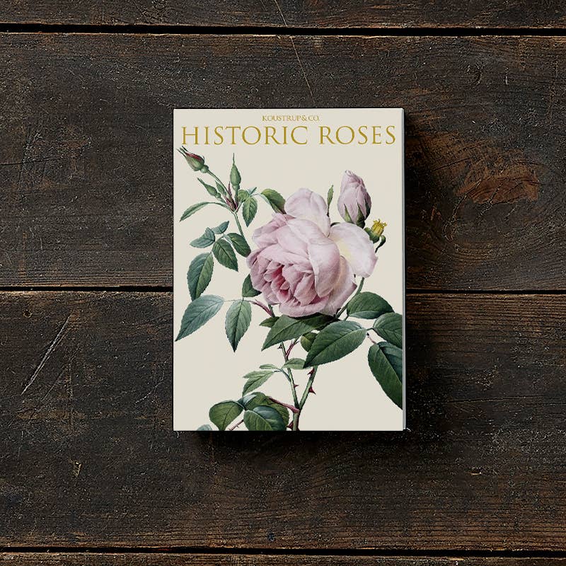 Koustrup & Co Note Cards ~ Historic Roses