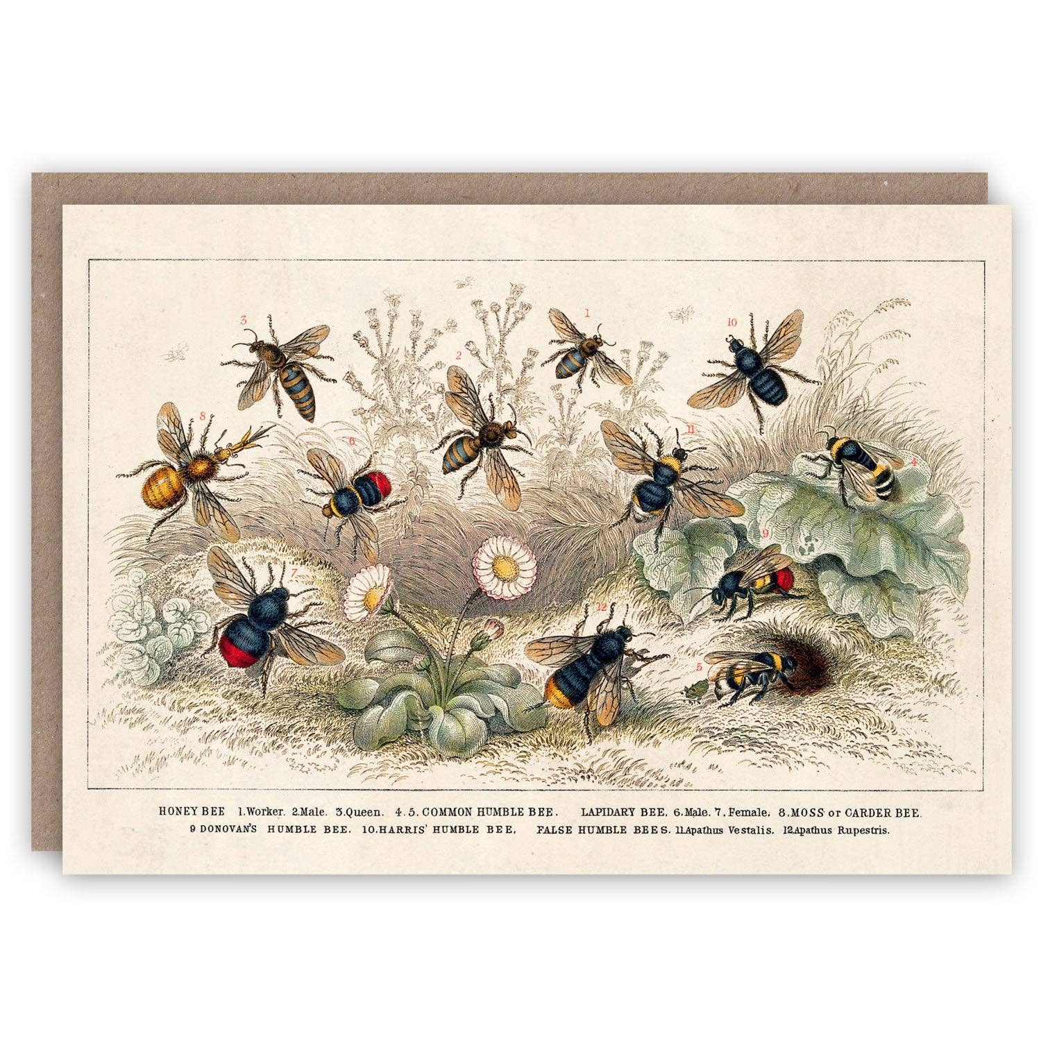 The Pattern Book Greetings Cards