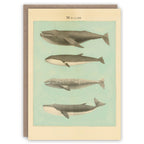 The Pattern Book Greetings Cards