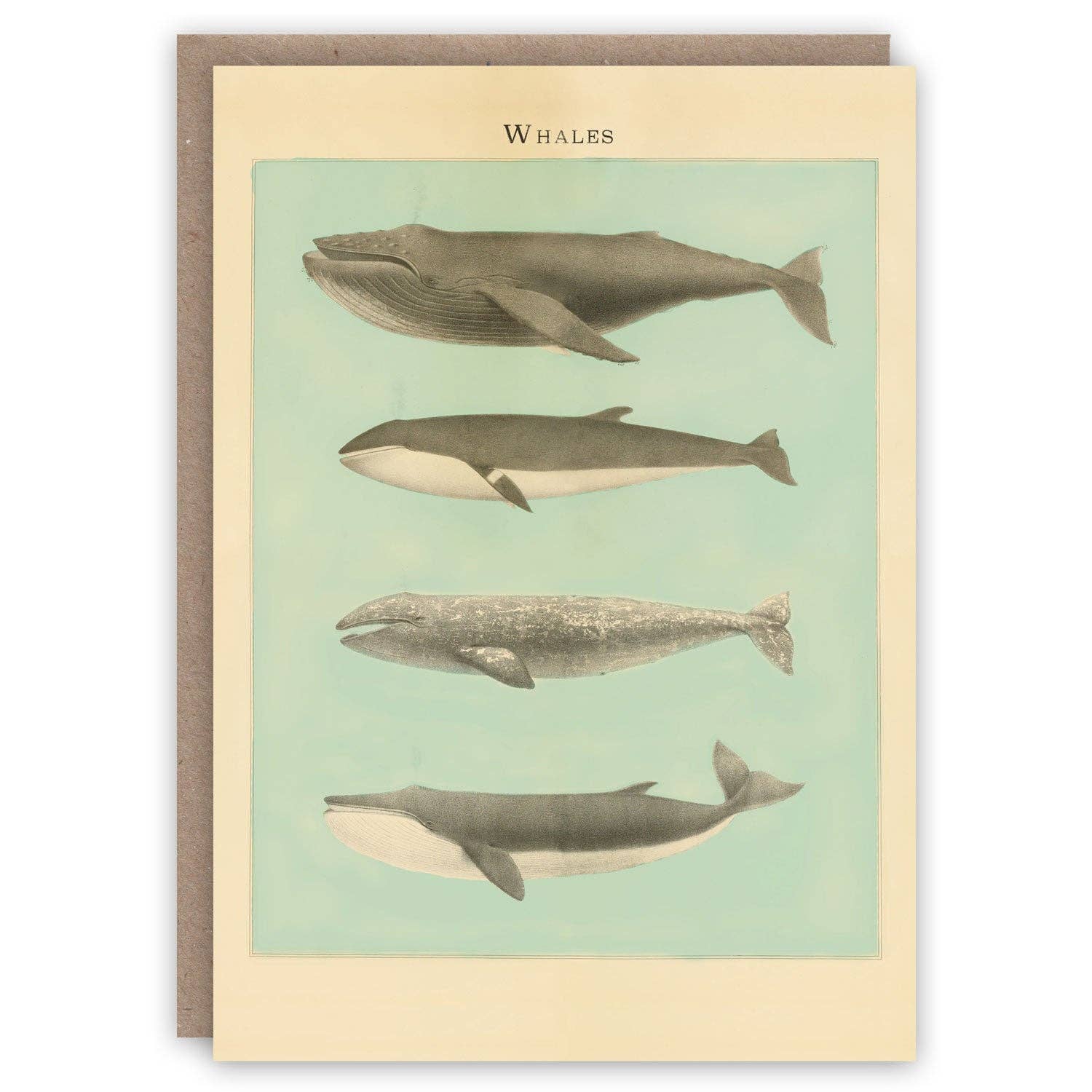 The Pattern Book Greetings Cards
